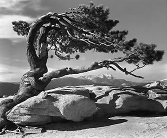 jeffrey-pine-sentinel-dome